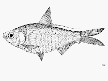 Image of Nematalosa papuensis (Strickland river gizzard shad)