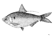 Image of Nematalosa persara (Persara gizzard shad)