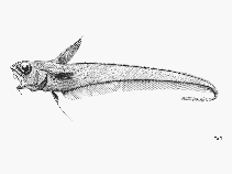 Image of Nezumia propinqua (Aloha grenadier)