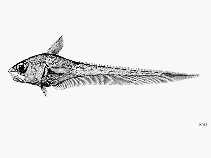 Image of Nezumia pulchella (Thumb grenadier)