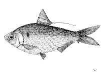 Image of Nematalosa resticularia (Gulf gizzard shad)