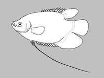 Image of Trichopodus cantoris 