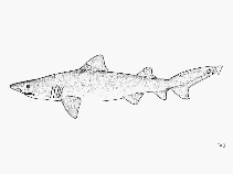 Image of Odontaspis ferox (Smalltooth sand tiger)