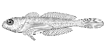 Image of Oligocottus rimensis (Saddleback sculpin)