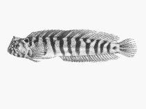 Image of Omobranchus banditus (Bandit blenny)