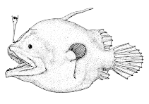 Image of Oneirodes eschrichtii (Bulbous dreamer)