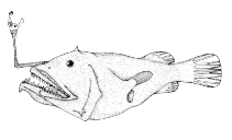 Image of Oneirodes macrosteus 