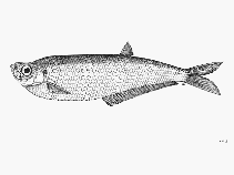 Image of Opisthopterus valenciennesi (Slender tardoor)