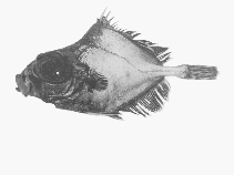 Image of Oreosoma atlanticum (Ox-eyed oreo)