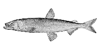 Image of Osmerus dentex (Pacific rainbow smelt)