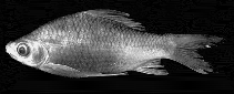 Image of Osteochilus schlegelii (Giant sharkminnow)