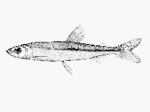 Image of Osmerus spectrum (Pigmy smelt)