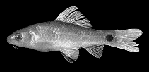 Image of Osteochilus spilurus 