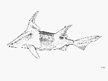 Image of Oxynotus caribbaeus (Caribbean roughshark)