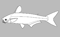 Image of Pangasius mahakamensis 