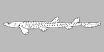 Image of Parascyllium sparsimaculatum (Sparsely spotted carpetshark)