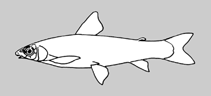 Image of Apareiodon cavalcante 