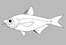 Image of Pempheris ypsilychnus (Ypsilon bullseye)