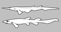 Image of Asymbolus occiduus (Western spotted catshark)