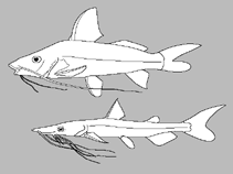 Image of Iheringichthys megalops 