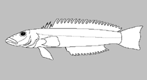 Image of Parapercis johnsoni (Polynesian sandperch)