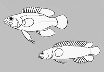 Image of Acanthoplesiops naka (Tongan spiny basslet)