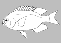 Image of Chrysiptera burtjonesi (Burt’s damselfish)