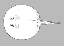 Image of Potamotrygon tatianae 