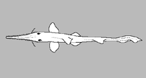 Image of Pristiophorus lanae (Lana’s Sawshark)