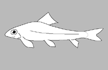 Image of Psilorhynchus robustus 