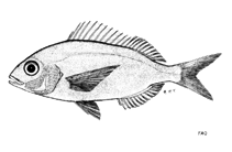 Image of Pagellus natalensis (Natal pandora)