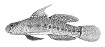 Image of Pascua caudilinea (Pascua goby)