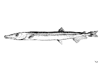 Image of Paralepis coregonoides (Sharpchin barracudina)