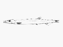 Image of Paralepis elongata 