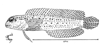 Image of Parenchelyurus hyena (Hyena blenny)