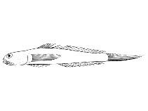 Image of Parrella macropteryx 