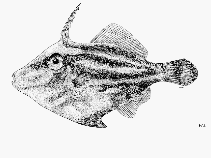 Image of Paramonacanthus nipponensis (Japanese leatherjacket)