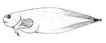 Image of Paraliparis rosaceus (Pink snailfish)