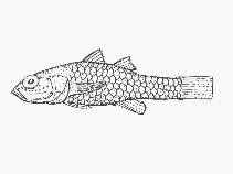 Image of Pandaka silvana (Dwarfgoby)