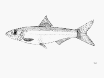 Image of Pellonula leonensis (Smalltoothed pellonula)