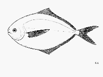 Image of Peprilus simillimus (Pacific pompano)