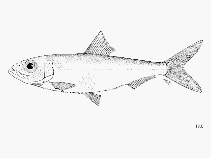 Image of Pellonula vorax (Bigtoothed pellonula)