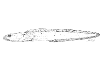 Image of Phucocoetes latitans 