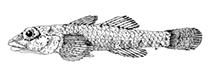 Image of Pleurosicya larsonae 