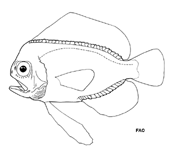 Image of Platyberyx opalescens 