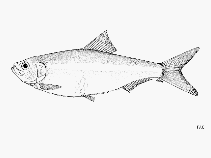 Image of Platanichthys platana (River Plate sprat)