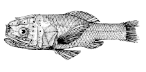 Image of Poromitra capito 