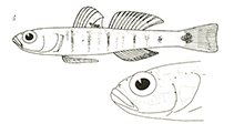 Image of Pomatoschistus knerii (Kner\