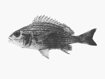 Image of Pomadasys laurentino (Manylined grunter)