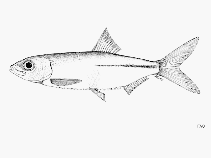 Image of Microthrissa moeruensis (Lake Mweru sprat)